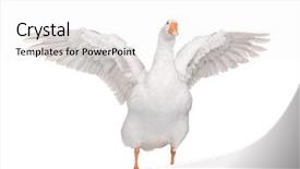  Presentation with blank whiteboard isolated on white - Audience pleasing PPT theme consisting of white domestic goose isolated backdrop and a white colored foreground