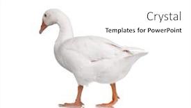  Presentation with domestic violence in pakistan - Colorful slides enhanced with white domestic goose isolated on white background backdrop and a white colored foreground