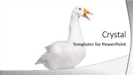  Presentation with monarch butterfly isolated on white - Presentation theme having white domestic goose isolated background and a white colored foreground