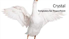  Presentation with monarch butterfly isolated on white - Theme enhanced with white domestic goose isolated background and a white colored foreground