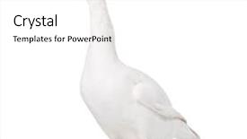  Presentation with gender and domestic violence - Cool new slides with white domestic goose isolated backdrop and a white colored foreground