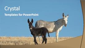  Presentation with foal - Colorful PPT theme enhanced with white donkey and his black foal against blue sky backdrop and a teal colored foreground