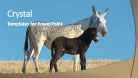  Presentation with foal - Slide deck featuring white donkey and his black foal against blue sky background and a teal colored foreground