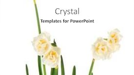  Presentation with daffodil - Amazing presentation having white-double-daffodil-in-spring backdrop and a white colored foreground