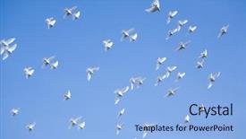 Presentation with white dove - Presentation theme enhanced with white dove - pigeons in the sky background and a light blue colored foreground