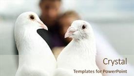  Presentation with white dove - Slide deck consisting of white dove - two pigeons and newlyweds background and a cream colored foreground