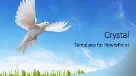  Presentation with white dove - Theme featuring white dove grass and sky background and a light blue colored foreground