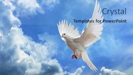  Presentation with white dove - Presentation design consisting of white-dove-in-the-air background and a light blue colored foreground