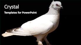  Presentation with white dove - Audience pleasing presentation consisting of white dove isolated on black backdrop and a black colored foreground