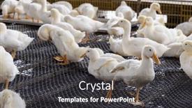  Presentation with duck - Presentation theme having white-duck-farm-in-taiwan background and a dark gray colored foreground