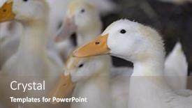  Presentation with duck - PPT layouts consisting of white-duck-in-the-farm background and a gray colored foreground