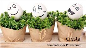 Presentation with white and green generic - Audience pleasing slides consisting of white eggs with funny faces backdrop and a coral colored foreground