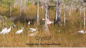  Presentation with egrets by water - PPT layouts enhanced with white-egrets-ibis-spoonbill background and a coral colored foreground