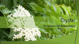  Presentation with white flowers - Presentation theme with white elderberry flowers on a bush background and a seafoam green colored foreground