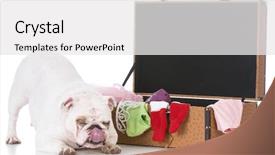  Presentation with english bulldog - Theme consisting of white-english-bulldog-bowing-beside background and a white colored foreground