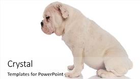  Presentation with english bulldog - Beautiful PPT layouts featuring white english bulldog looking down backdrop and a white colored foreground