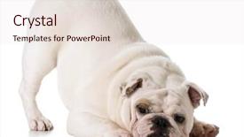  Presentation with english bulldog - Beautiful slide deck featuring white english bulldog puppy bowing isolated on white background backdrop and a lemonade colored foreground