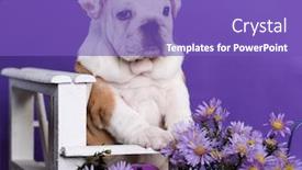  Presentation with english bulldog - Amazing PPT theme having white-english-bulldog-puppy backdrop and a violet colored foreground