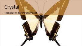  Presentation with black light - Beautiful PPT layouts featuring white eurytides dioxippus dior backdrop and a gold colored foreground