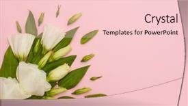  Presentation with minimalist - PPT theme enhanced with white eustoma flowers on pink background and a  colored foreground