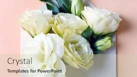  Presentation with envelope - Cool new presentation theme with white eustoma in envelope on beige background backdrop and a mint green colored foreground