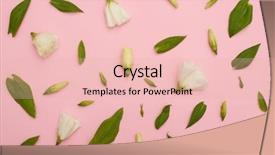  Presentation with pink petal flower animated - Audience pleasing PPT layouts consisting of white eustoma on pink backdrop and a  colored foreground
