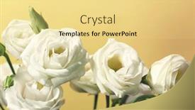  Presentation with yellow - Cool new theme with white-eustoma-on-yellow-background backdrop and a blonde colored foreground