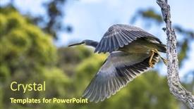  Presentation with tree river - PPT theme having white-faced-heron-egretta-novaehollandiae background and a tawny brown colored foreground