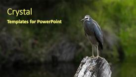  Presentation with tree river - Theme with white-faced-heron-standing background and a wine colored foreground