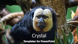  Presentation with indigenous - Presentation featuring white-faced-saki-pithecia-pithecia background and a wine colored foreground