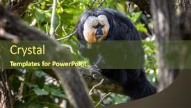  Presentation with indigenous - Slide set consisting of white-faced-saki-pithecia-pithecia background and a tawny brown colored foreground