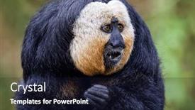  Presentation with indigenous - Slide set having white-faced-saki-pithecia-pithecia background and a wine colored foreground