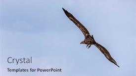  Presentation with kenya - Presentation enhanced with white-faced-vulture-gyps-africanus background and a light blue colored foreground