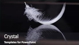  Presentation with feather - Slides having white feather background and a dark gray colored foreground