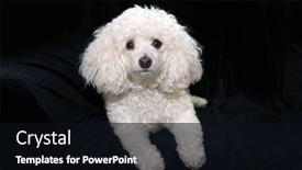  Presentation with poodle - Audience pleasing slide set consisting of white female poodle dog isolated on black velvet backdrop and a black colored foreground