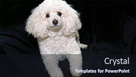  Presentation with poodle - Presentation design featuring white female poodle dog isolated on black velvet background and a wine colored foreground
