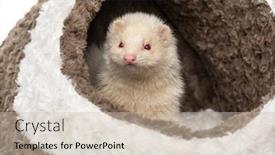  Presentation with white - Beautiful PPT layouts featuring white-ferret-in-its-basket backdrop and a soft green colored foreground