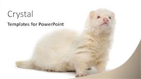  Presentation with white - PPT layouts enhanced with white-ferret-looking-away-isolated background and a white colored foreground