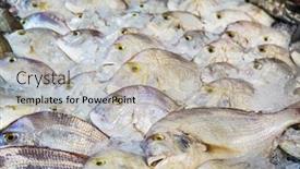  Presentation with fish - Slides having white-fish-on-open-fish background and a light gray colored foreground