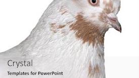  Presentation with clipping - Presentation theme enhanced with white-flecked-pigeon-clipping-path background and a light gray colored foreground