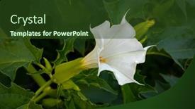  Presentation with plant - Presentation with white-flower-of-a-poisonous background and a tawny brown colored foreground