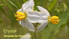  Presentation with white horse - Presentation design with white-flower-of-carolina-horse background and a tawny brown colored foreground