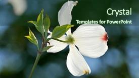  Presentation with dogwood - Presentation with white flower of flowering dogwood background and a tawny brown colored foreground