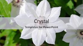  Presentation with clematis - PPT layouts enhanced with white flower of the clematis background and a light gray colored foreground