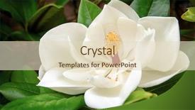  Presentation with magnolia - Beautiful slide set featuring white flower of the magnolia backdrop and a soft green colored foreground