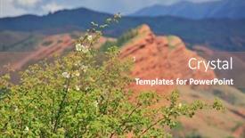  Presentation with wild flower - Presentation theme consisting of white-flower-wild-rose background and a coral colored foreground