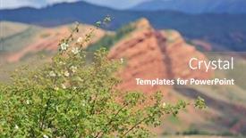  Presentation with wild flower - Theme with white-flower-wild-rose background and a coral colored foreground