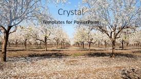  Presentation with bloom - Presentation with white-flowering-almond-trees-grow background and a light blue colored foreground