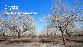  Presentation with bloom - Presentation theme having white-flowering-almond-trees-grow background and a teal colored foreground