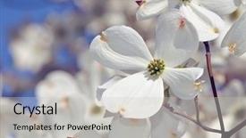  Presentation with dogwood - Amazing slide set having white flowering dogwood detail big backdrop and a light gray colored foreground